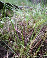 Image result for Trisetopsis milanjianum