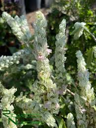 Image result for Justicia betonica