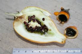 Image result for Solanum mammosum