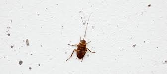 Instead, prepare your home for future roaches, and make it more difficult for your house to host the pesky pests. 5 Best Roach Foggers Bombs In 2020 Powerful Insecticides