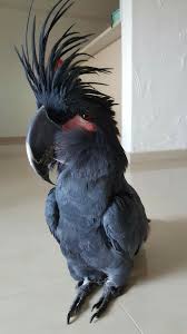 Exotic Birds You Can Have As Pets Black Palm Cockatoo Pet Birds Parrots Pet Birds Beautiful Birds