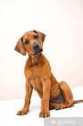 Rhodesian Ridgeback Puppies on the Way!