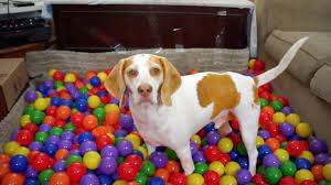 We did not find results for: Best Dog Birthday Surprise Diy Ball Pit For Maymo Youtube