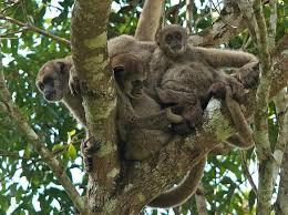 Image result for Micractis bojeri