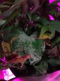 Sweet potato leaf weirdness (plants forum at permies)