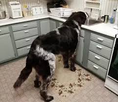 The first symptom of this is hair loss on the tail, the back legs, and chest. What Are Some Dog Breeds That Are Black With White Spots Quora