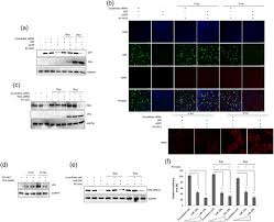 biphasic regulation of rna interference during rotavirus