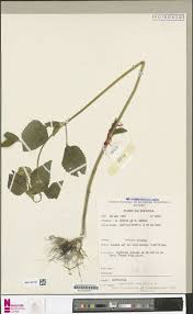 Image result for Vernonia karaguensis