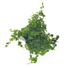 Image result for Ficus persicifolia