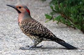 Its ringing calls and short bursts of drumming can be heard in spring almost throughout north america. Northern Flicker Wikiwand