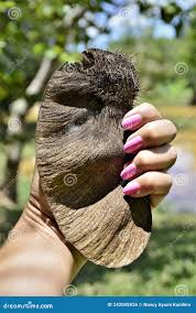 Image result for Centrolobium