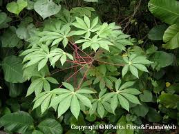 Image result for Manihot esculenta