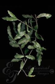 Image result for Ochna arborea
