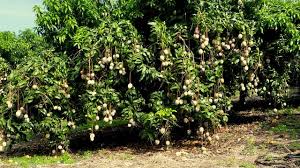 California tropical fruit tree nursery offers landscape architects, contractors, and nurseries in san diego county and the surrounding area, personalized service, expert advice, and an extensive inventory of trees for any sized project. The Weavers Tropical Fruit Moguls West Hawaii Today