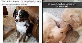 March 23, 2021 google news. Doggo Memes In Honor Of National Dog Day 15 Memes Memebase Funny Memes