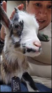 Annual Garden Tractor Daze Show Appreciation in Portage WI