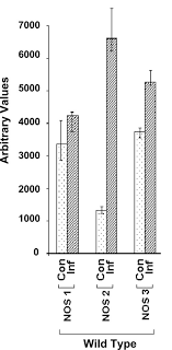 A Magnetic Resonance Imaging Study Of Intestinal Dilation In Trypanosoma Cruzi Infected Mice Deficient In Nitric Oxide Synthase In The American Journal Of Tropical Medicine And Hygiene Volume 79 Issue 5 2008