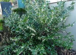 We did not find results for: Plan Your Winter Garden Portland Monthly