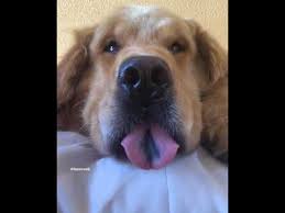 Check spelling or type a new query. Big Fluffy Golden Retriever Fall Asleep With Tongue Out Very Cute To Watch Youtube