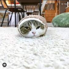 double tapvideo from maruhanamogu anf follow us cats of heroes cat cute kitty animal funnycat kitten sleppycat kittens instacat beauti cats cat day animals