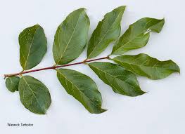 Image result for Combretum apiculatum