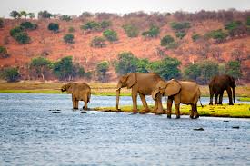 Botswana facts, botswana internet resources, links to botswana. Botswana History Geography Britannica
