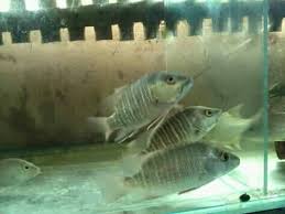 Ikan Hias Predator Jogja Beitrage Facebook