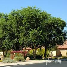 Maybe you would like to learn more about one of these? Ficus Trees Too Much Hassle Azplantlady Com