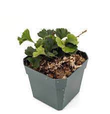 Image result for Elaphoglossum kivuense