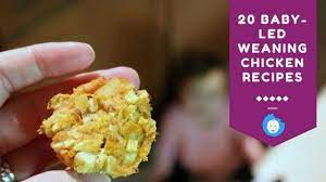20 Baby Led Weaning Chicken Recipes To Boost Protein Intake Baby Journey Baby Led Weaning Recipes Baby Food Recipes Chicken Baby Food