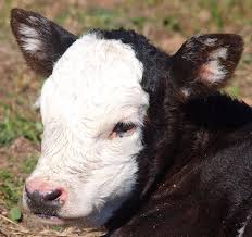 Black Angus Calves For Sale Near Me Something About A Baldie With Images Cow Pictures Fluffy Cows Baby Cows