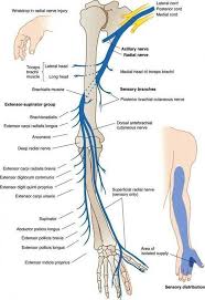 Muscle Anatomy Physiology Health Fitness Training Muscle Bone Nerves In 2020 Radial Nerve Nerve Anatomy Human Anatomy And Physiology