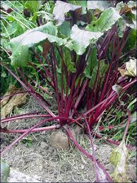 Check spelling or type a new query. Beets Gardening Solutions University Of Florida Institute Of Food And Agricultural Sciences