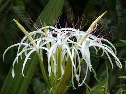 Image result for Crinum