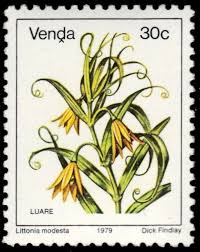 Image result for Littonia modesta