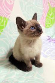 siamese cat siamese cats cats beautiful cats