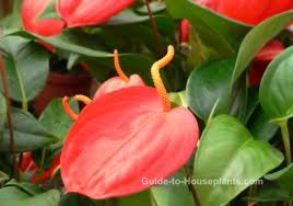Tropical gardens are no longer exclusive to tropical areas. Types Of Tropical Flowers As House Plants