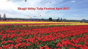 Masks are required unless you are. Skagit Valley Tulip Festival Mount Vernon Wa April 2017 Youtube