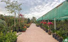 My garden nursery strives to be the best garden center in bellingham, wa offering from organic fertilizer to yard art or any of your gardening needs from our nursery. Plant Nurseries In Abu Dhabi Green Mountain Dawn Garden More Mybayut