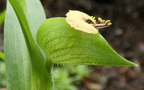 Image result for Commelina nigritana