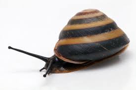 Ахатины, архахатины, другие улитки и слизни. Gallery Of Species Caracolus Sagemon