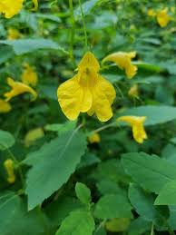 Image result for Impatiens bequaertii