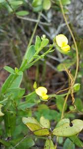 Image result for Crotalaria namuliensis
