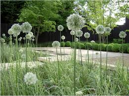 Edel In Weiss Allium Und Weiss Panschierte Graser Moderner Garten Garten Und Zeitgenossische Garten