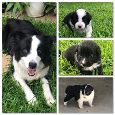 Puppies Gallery Border Collie Fan Club The blue border collie (also known as the dog puffle) is one of the puffle creatures, which was released and made adoptable at the puffle party 2014. puppies gallery border collie fan club