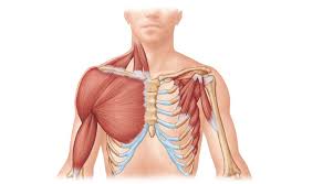 The (upper) arm muscles are a group of five muscles located in the region between the shoulder and elbow joints. Muscle And Muscle Tissues Chest And Arms Diagram Quizlet