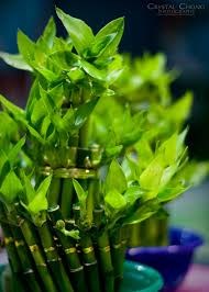 Take the help of investment firms one sure way to attract money is by putting all your energy and focus on abundance. Good Luck Wallpapers Feng Shui Bring Good Luck Is Fish Lucky Feng Shui Wallpaper For Mobile 600x840 Download Hd Wallpaper Wallpapertip