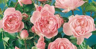 Un tempo il famoso allevatore era affascinato dalle antiche varietà di rose in una delle mostre e prese parte alla formazione di nuovi colori, instillando in essi la. Rose Rose Antiche Rose Moderne E Rose Inglesi