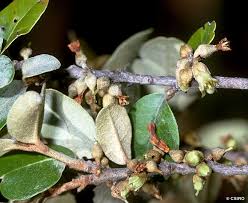 Image result for Sericorema sericea