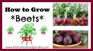 When is the best time to plant beets? How To Grow Beets